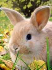 Easter-Rabbit
